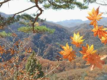 镇赉县市场监督管理局最新项目，推动市场监管现代化，助力地方经济高质量发展