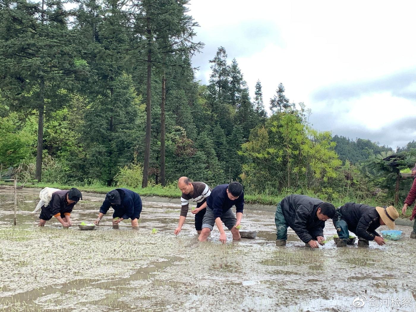 次麦居委会天气预报更新通知