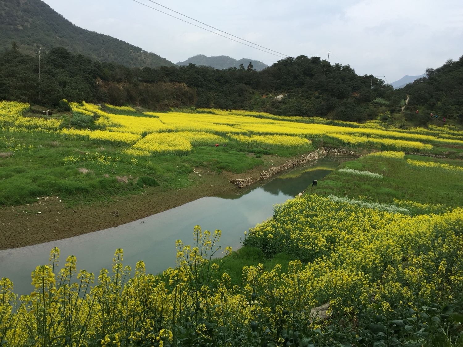 黄甲岭乡天气预报更新通知