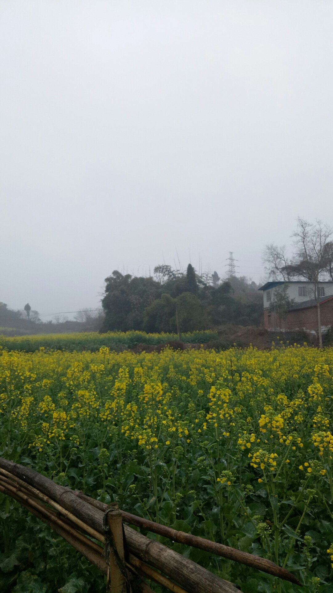 大有镇最新天气预报