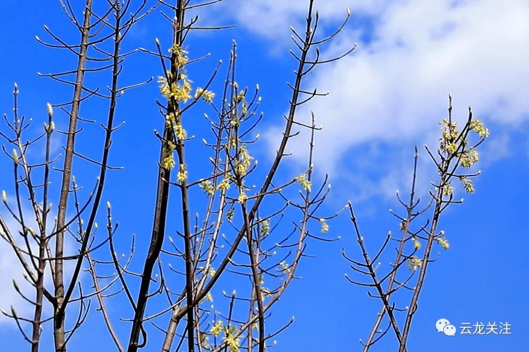 西坡林场新任领导引领下的变革与发展之路