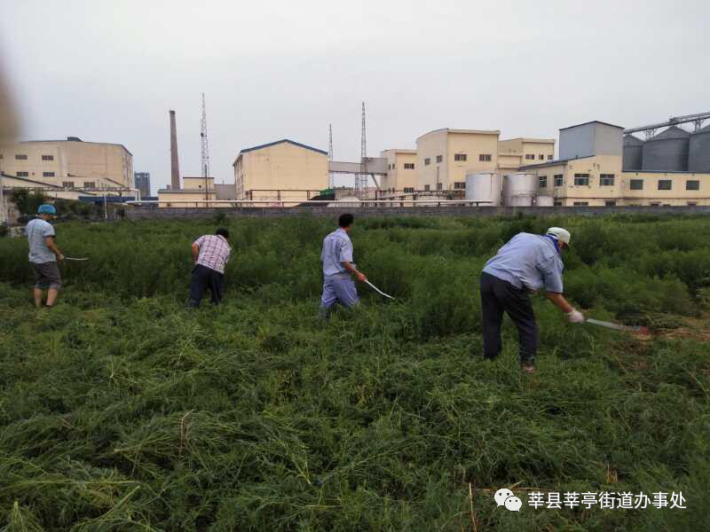 莘亭街道最新项目，城市崭新动力之源