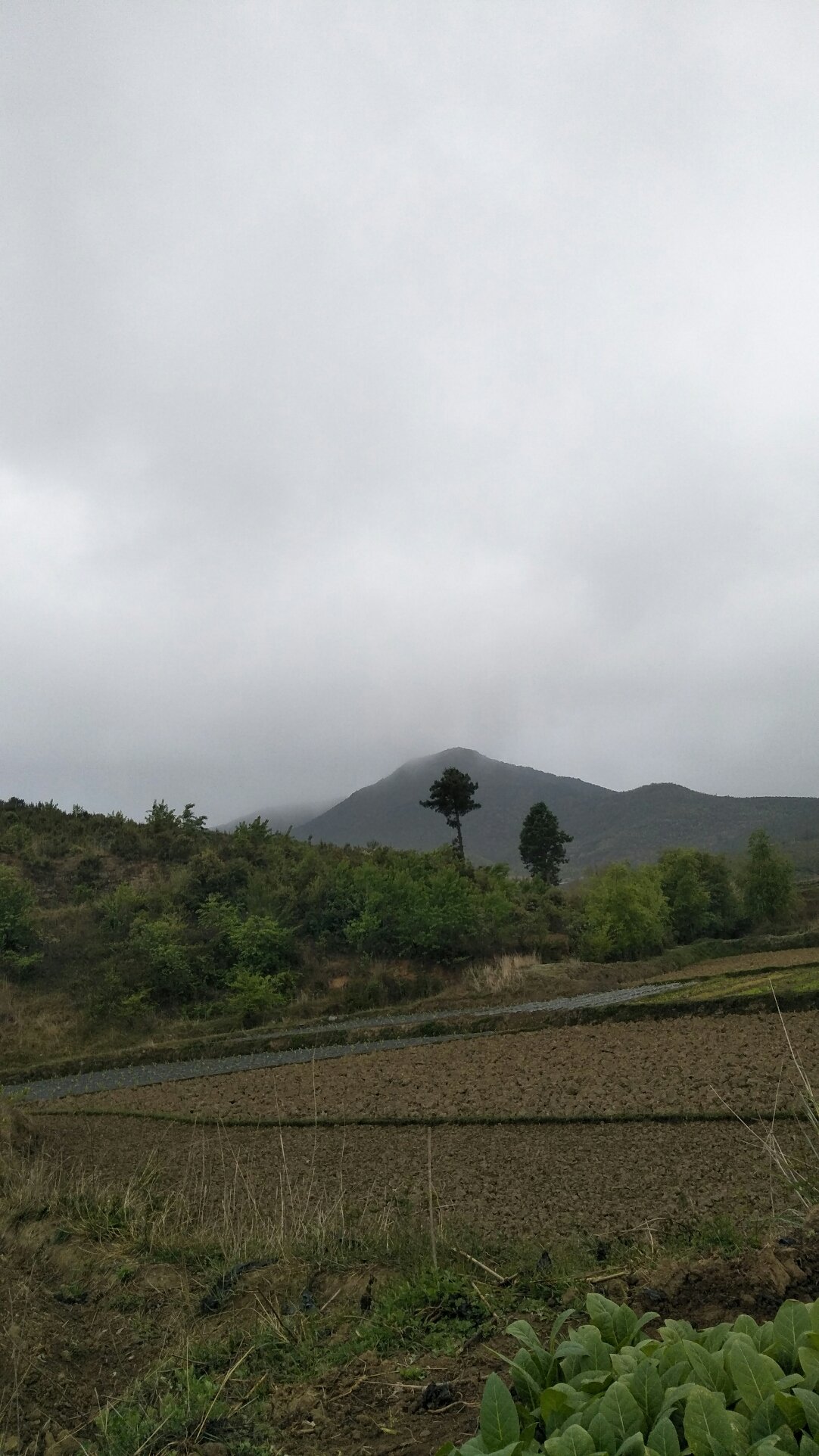 马山镇天气预报更新通知